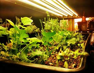 Urban Homesteading and Survival Image